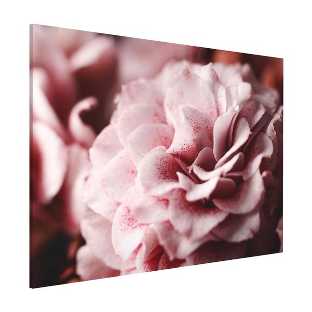 Magnettafeln Blumen Shabby Rosa Rose Pastell