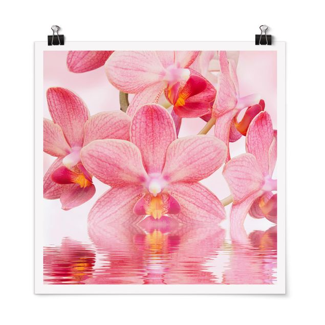 Poster - Rosa Orchideen auf Wasser - Quadrat 1:1