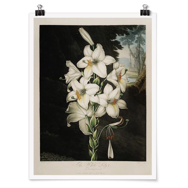 schöne Bilder Botanik Vintage Illustration Weiße Lilie