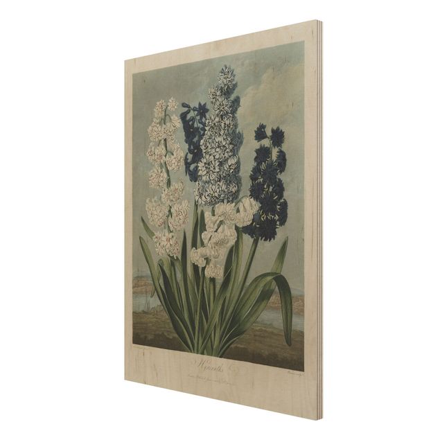 Bilder auf Holz Botanik Vintage Illustration Blaue und weiße Hyazinthen