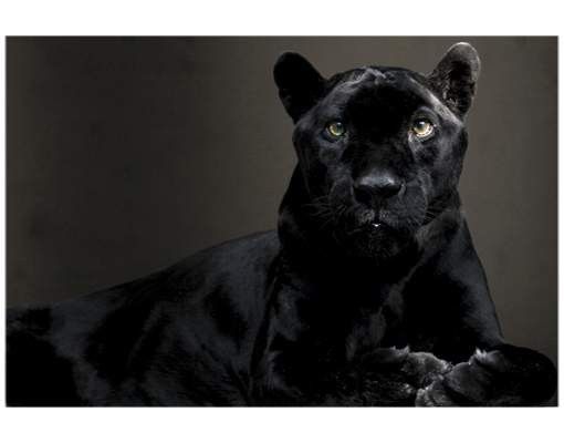 Fensterfolie farbig Black Puma