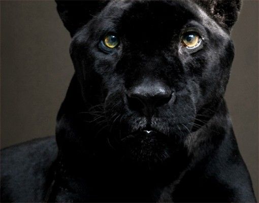 Fliesen Bilder Black Puma