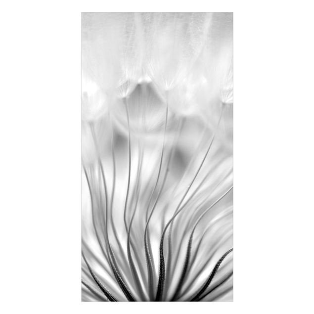 Duschrückwand - Traumhafte Pusteblume Schwarz-Weiß