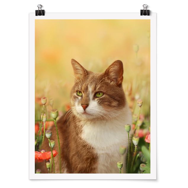Poster mit Blumen Katze im Mohnfeld