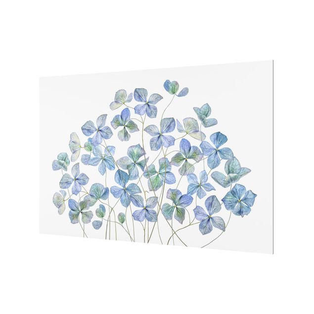 Spritzschutz Glas - Blaue Hortensienblüten - Querformat - 3:2