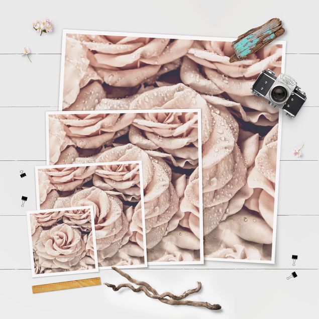Poster - Rosen Sepia mit Wassertropfen - Quadrat 1:1