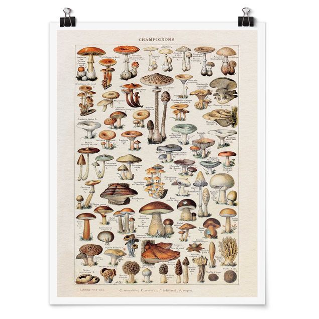 Poster - Vintage Lehrtafel Pilze - Hochformat 4:3