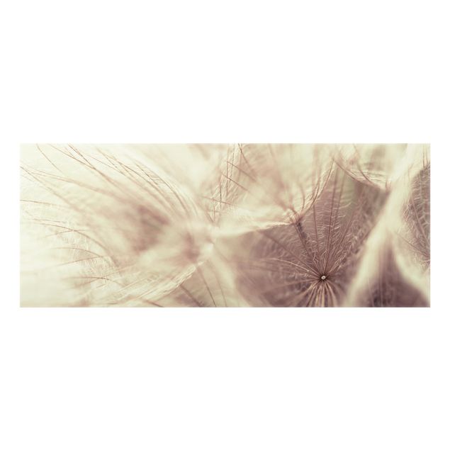Spritzschutz Glas - Detailreiche Pusteblumen Makroaufnahme mit Vintage Blur Effekt - Panorama - 5:2