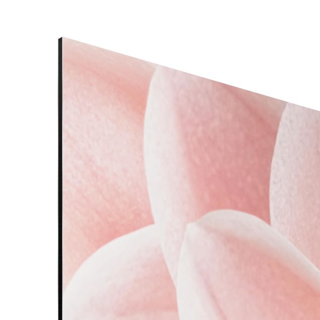 Alu-Dibond - Dahlie Rosa Blütenblätter Detail - Querformat