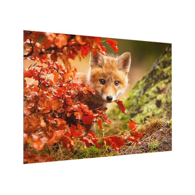 Spritzschutz Natur Fuchs im Herbst