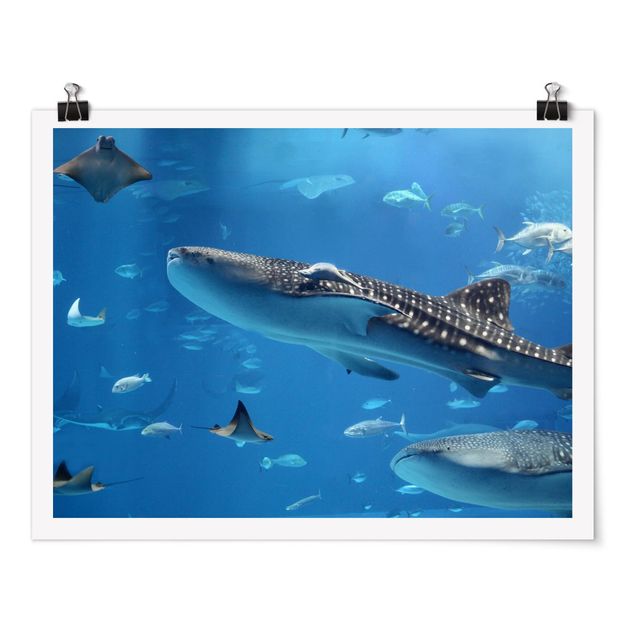 Moderne Poster Fish in the Sea