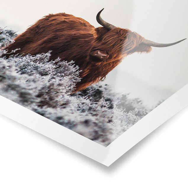 Poster kaufen Bison in den Highlands