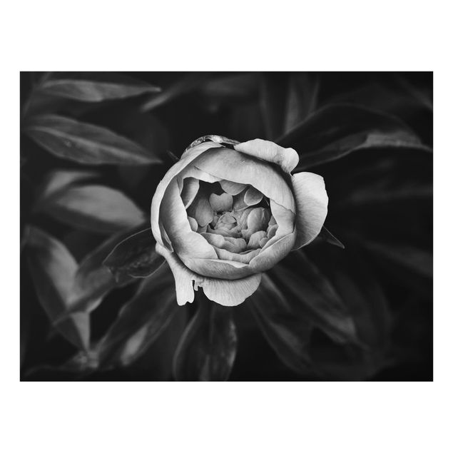 Glas Spritzschutz - Pfingstrosenblüte vor Blättern Schwarz Weiß - Querformat - 4:3