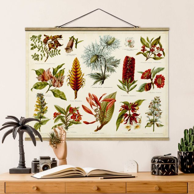 Wandbilder Vintage Lehrtafel Tropische Botanik I