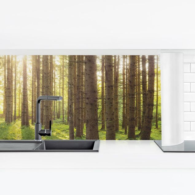 Küchenrückwand selbstklebend Sonnenstrahlen in grünem Wald