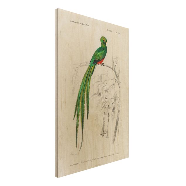 Holzbilder Blumen Vintage Lehrtafel Tropischer Vogel I