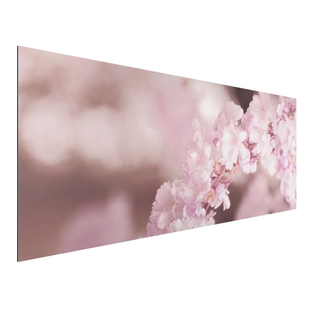 Alu-Dibond - Kirschblüte im Violetten Licht - Hochformat