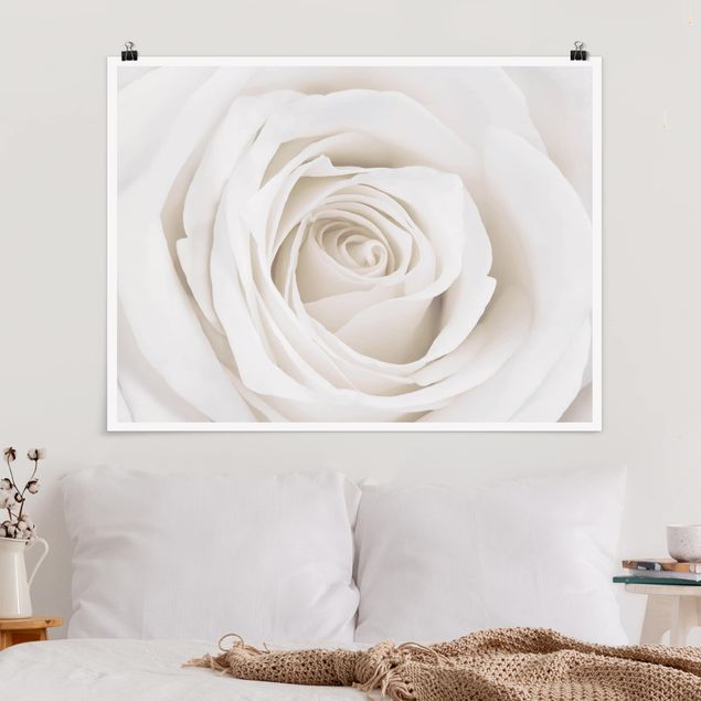 XXL Poster Pretty White Rose