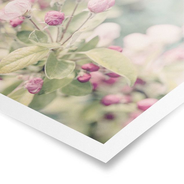 Poster bestellen Apfelblüte Bokeh rosa