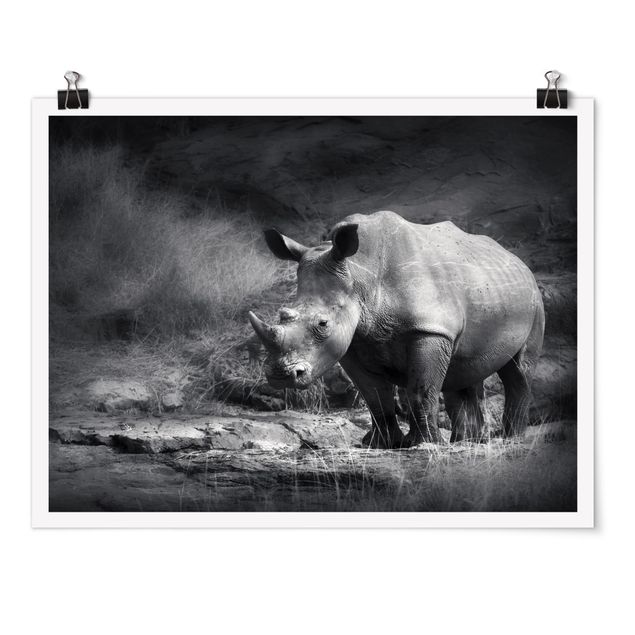 Bilder Lonesome Rhinoceros