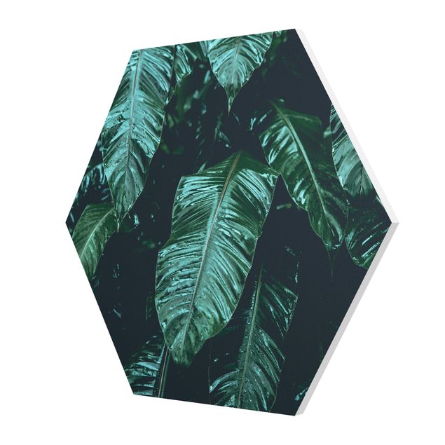 Hexagon Bild Forex - Tropische Pflanzen II
