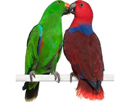 Wandtattoo Vögel No.645 Verliebte Papageien