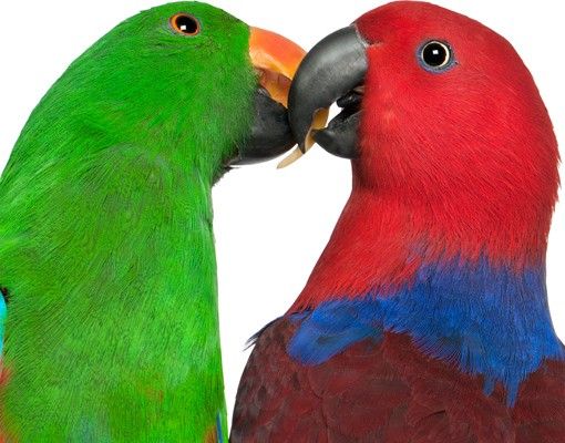 Fensterfolie mit Motiv Verliebte Papageien