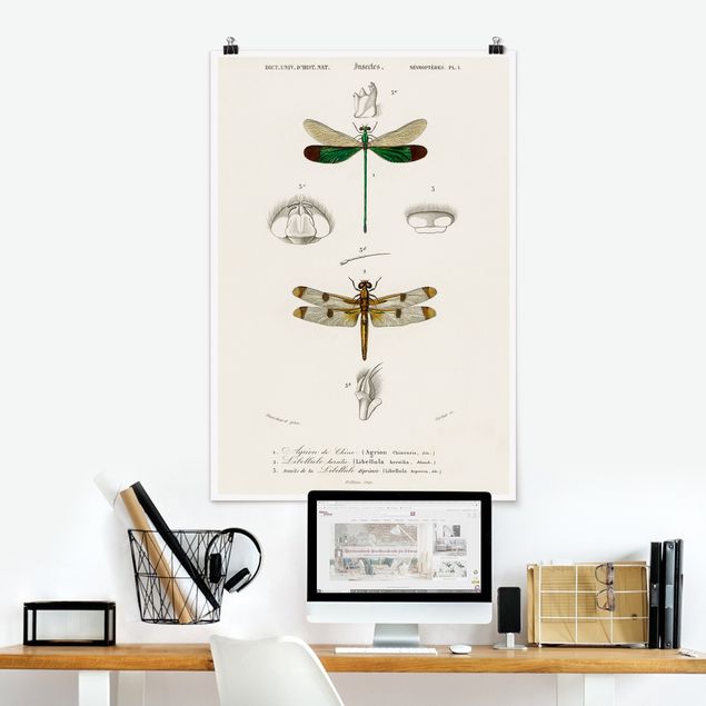 Wand Poster XXL Vintage Lehrtafel Libellen