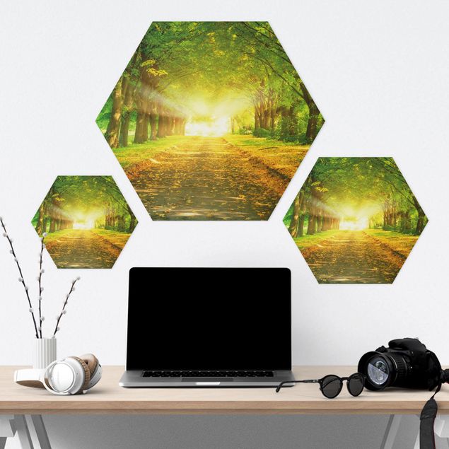 Hexagon Bild Forex - Autumn Avenue