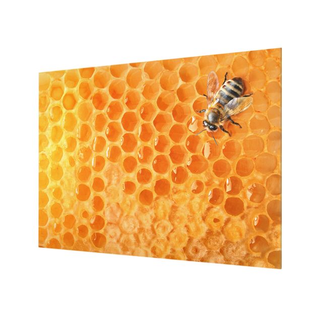 Glas Spritzschutz - Sunflower & Honeybee - Querformat - 4:3