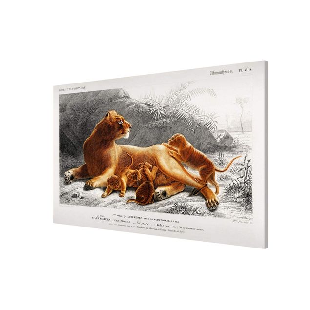 Magnettafel mit Motiv Vintage Lehrtafel Löwin und Löwenbabies