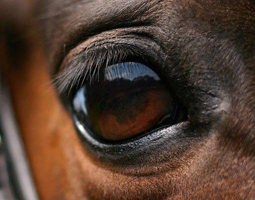 Fliesen Bilder Horse Eye
