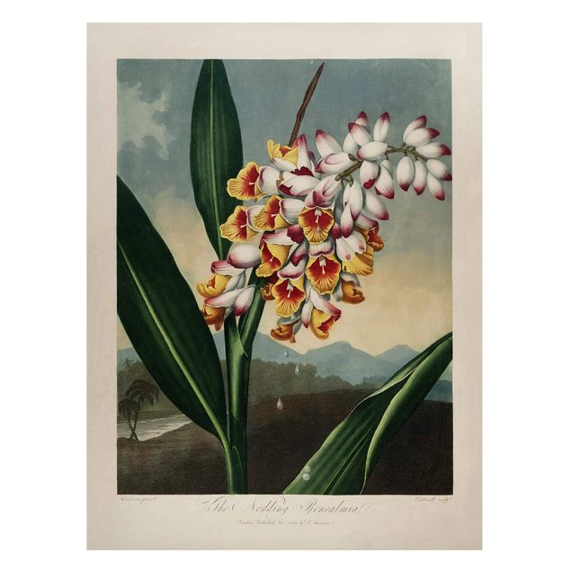 schöne Bilder Botanik Vintage Illustration Ingwer mit Blüte