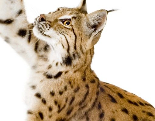 Briefkasten mit Zeitungsfach - Lurking Lynx - Briefkasten mit Tiermotiv