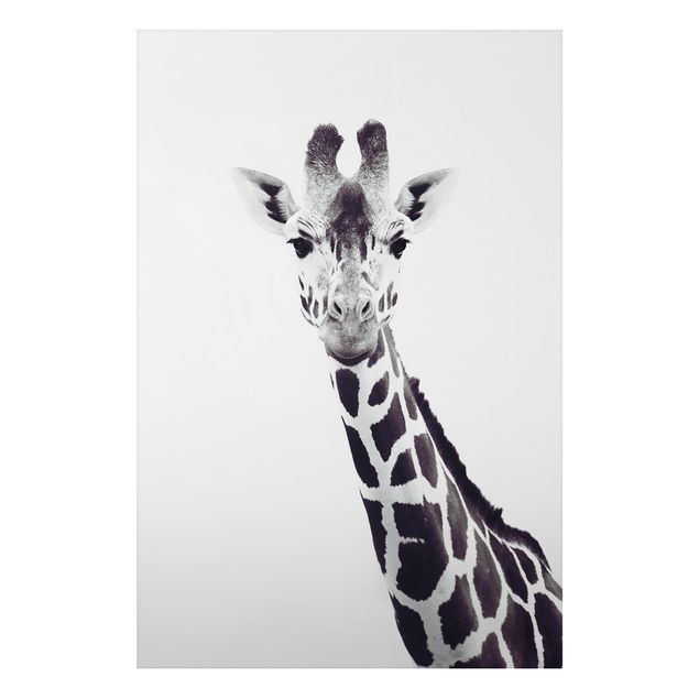 Alu-Dibond - Giraffen Portrait in Schwarz-weiß - Querformat