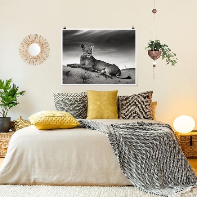 Poster schwarz-weiß Fotografie Resting Lion