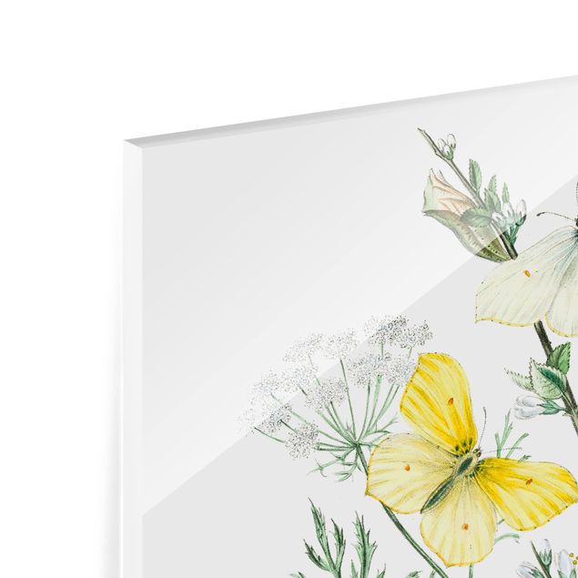 Glas Spritzschutz - Britische Schmetterlinge III - Quadrat - 1:1
