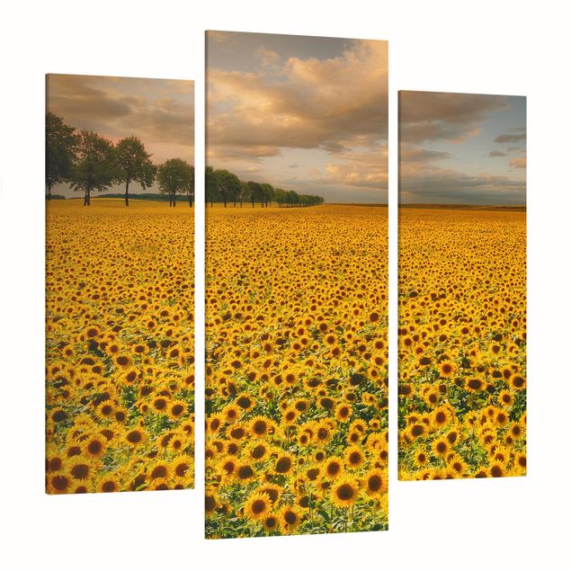 Leinwandbilder kaufen Feld mit Sonnenblumen