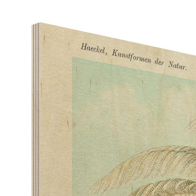 Holzbild - Botanik Vintage Illustration Laubfarne - Hochformat 4:3