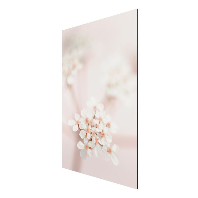 Alu-Dibond - Miniblüten im Rosanen Licht - Querformat