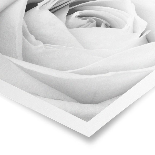 Poster - Close Up Rose - Quadrat 1:1