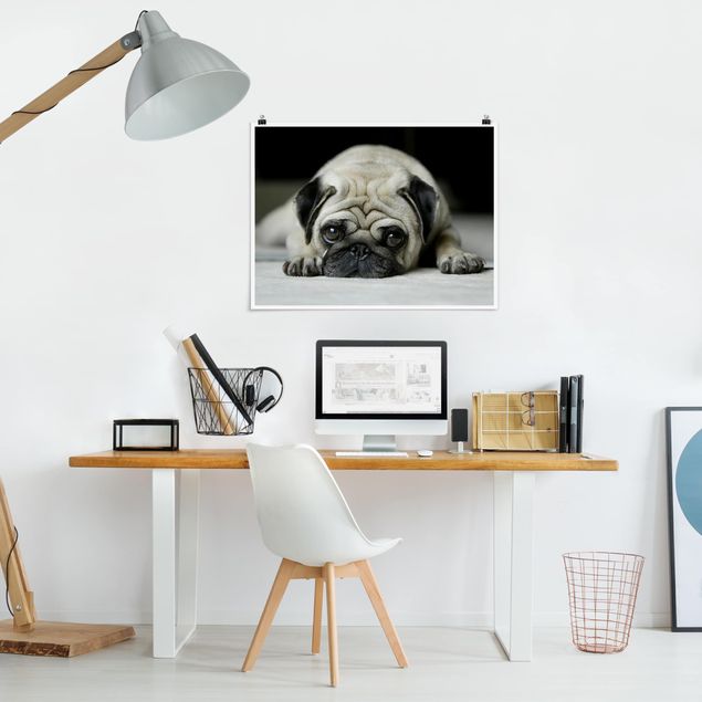 Poster schwarz-weiß Pug Loves You