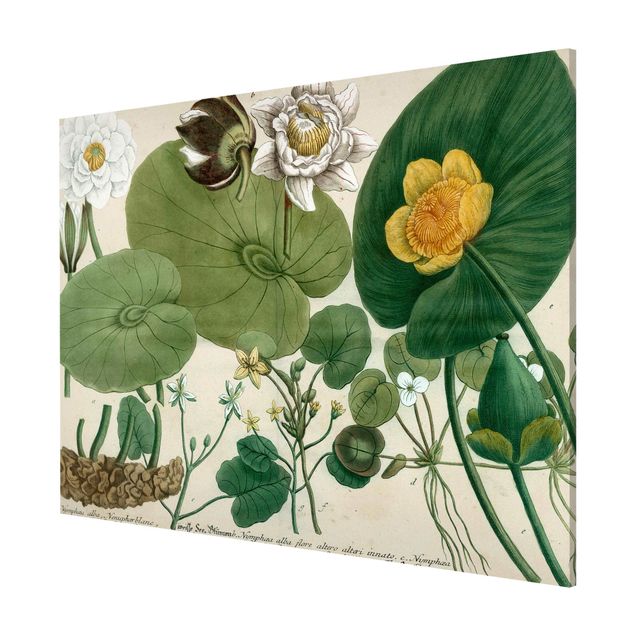 Magnettafel mit Motiv Vintage Illustration Weiße Wasserlilie