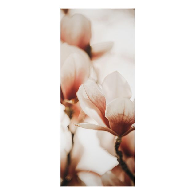 Alu-Dibond - Zarte Magnolienblüten im Lichtspiel - Panorama