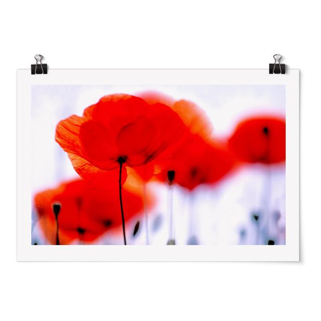 Poster - Magic Poppies - Querformat 2:3