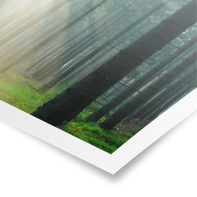 Poster - Enlightened Forest - Panorama Querformat