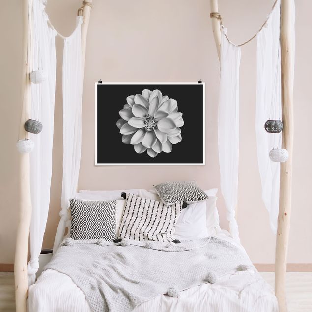 Poster mit Blumen Dahlie Schwarz Weiß