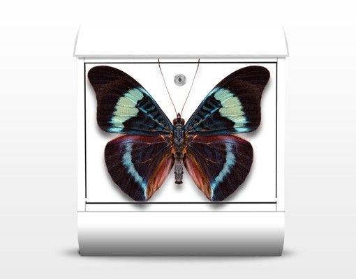 Briefkasten modern Lepidoptera