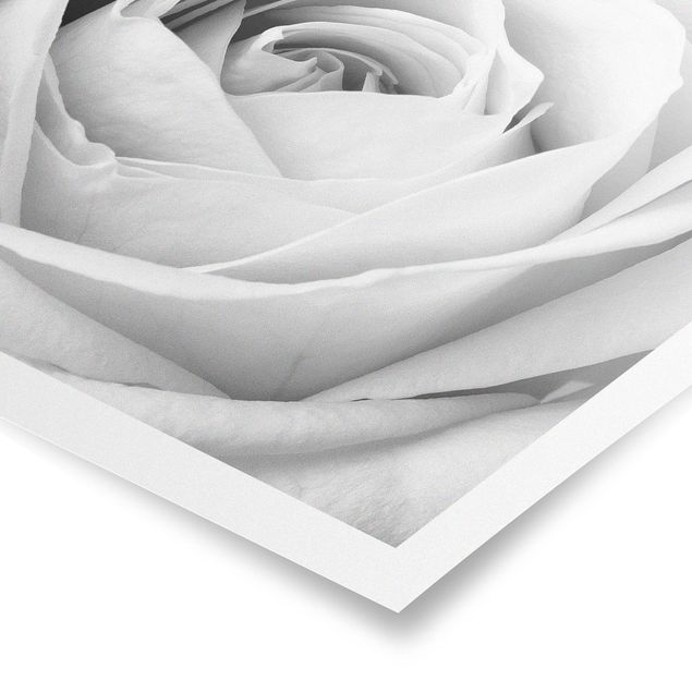 Poster bestellen Close Up Rose