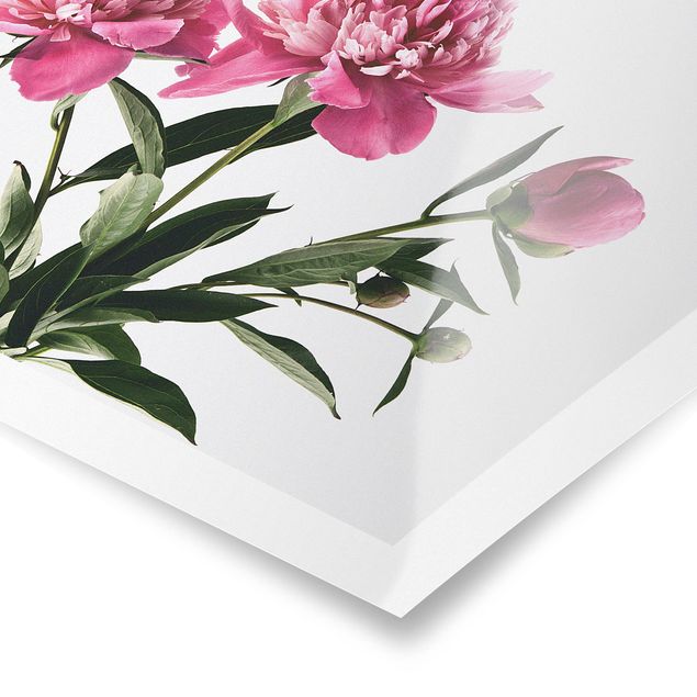 Poster - Blüten und Knospen Pink auf Weiß - Querformat 3:4
